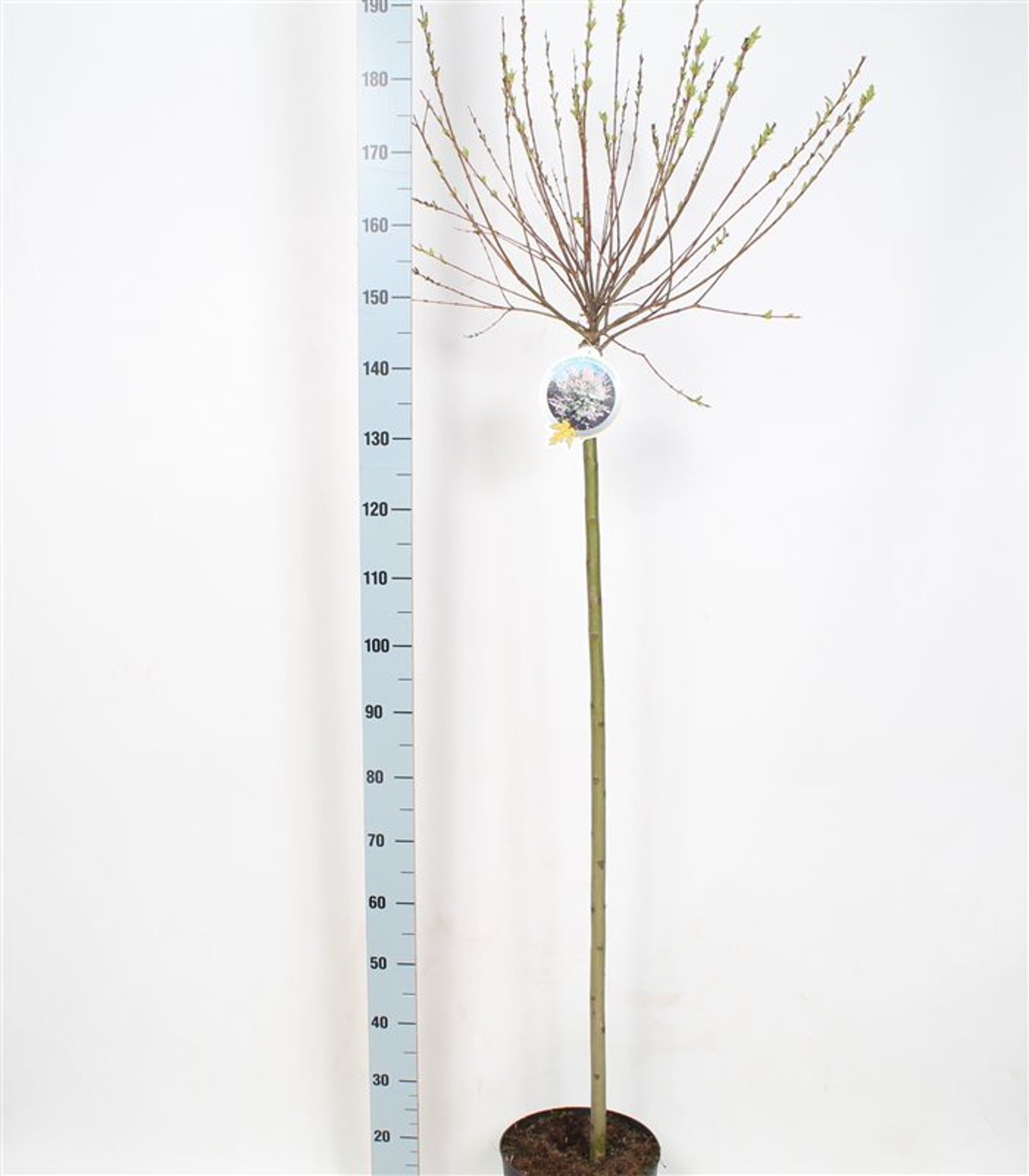 Salix integra 'Hakuro-nishiki' - 120 CM Stem C7.5